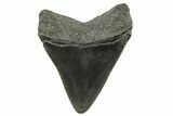 Serrated, Juvenile Megalodon Tooth - South Carolina #375963-1